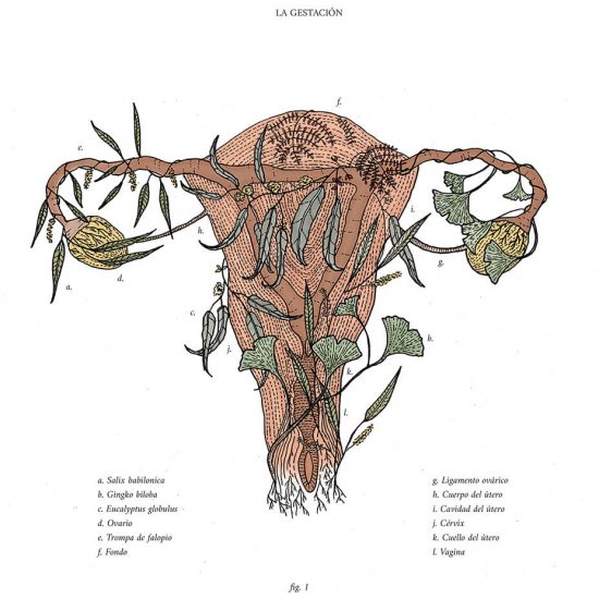 anatomía botánica (2)