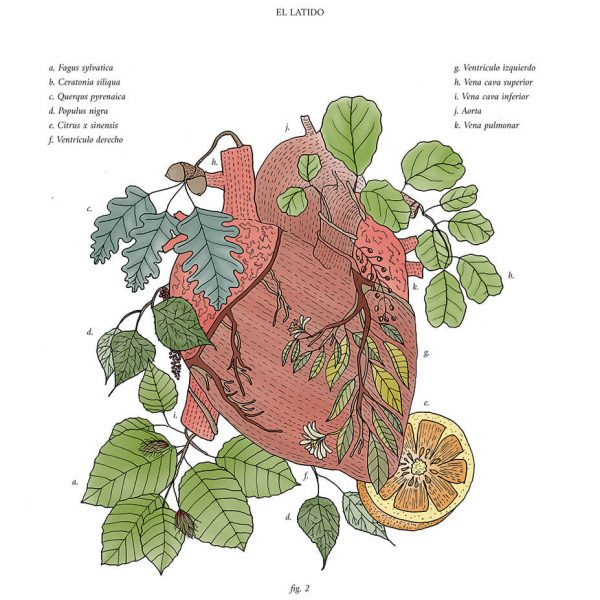 anatomía botánica (3)